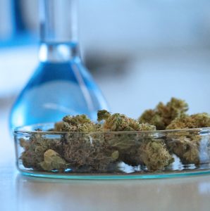 Analysis of Medicinal Cannabis at DSI-pharm, laboratory for pharmaceutical analysis